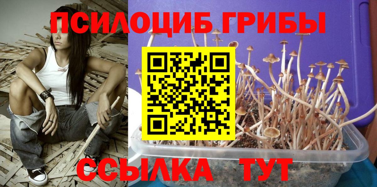Псилоцибиновые грибы мицелий Нарткала